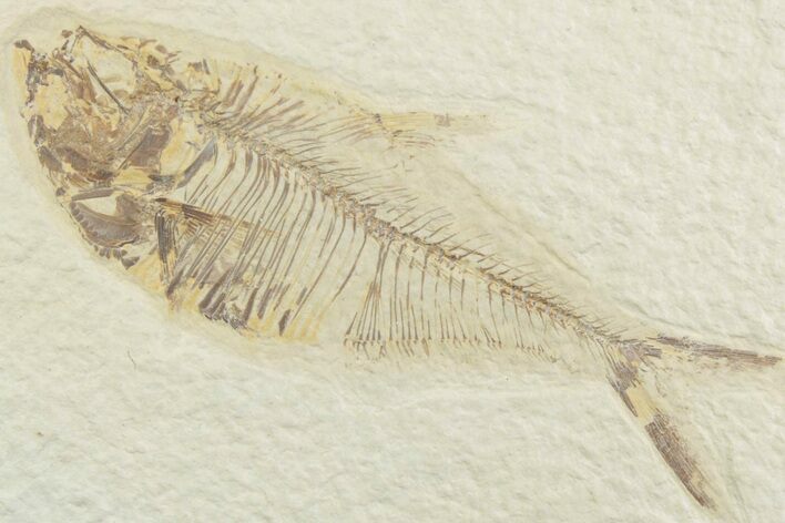 Detailed Fossil Fish (Diplomystus) - Wyoming #369499